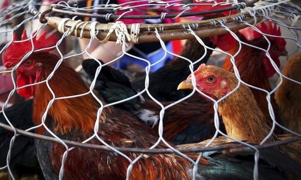 Niños habrían matado a 700 gallinas a punta de escobazos