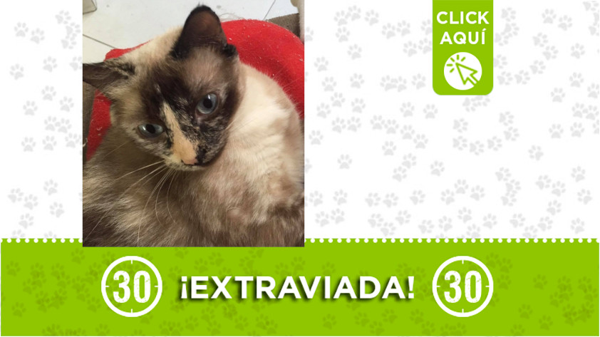 "Tabatha" se extravió en Buenos Aires ¡Comparte!