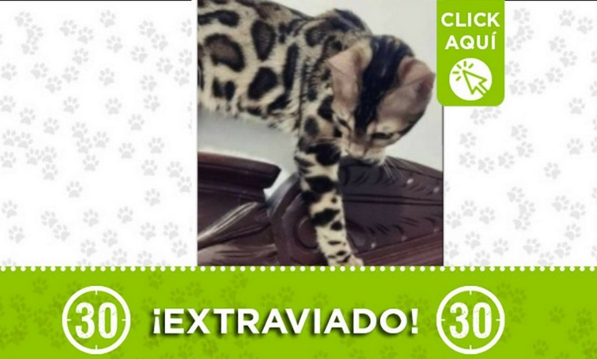 gatica extraviada manrique 15 julio
