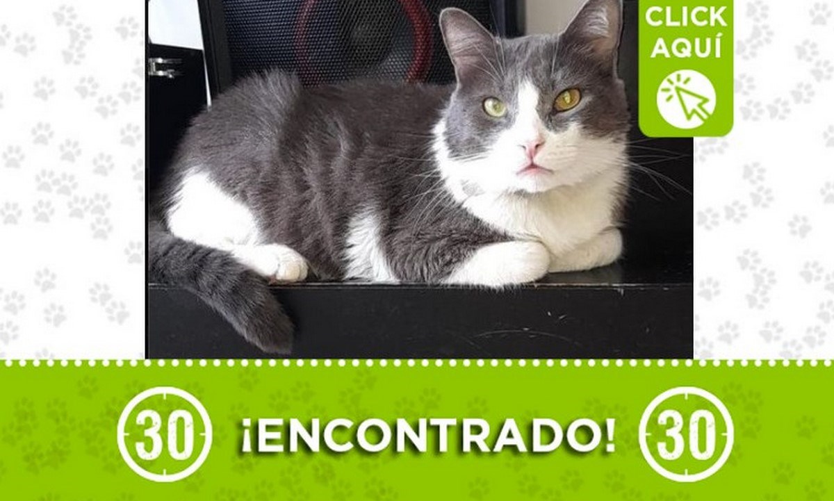 gatico calatrava perdido 26 julio