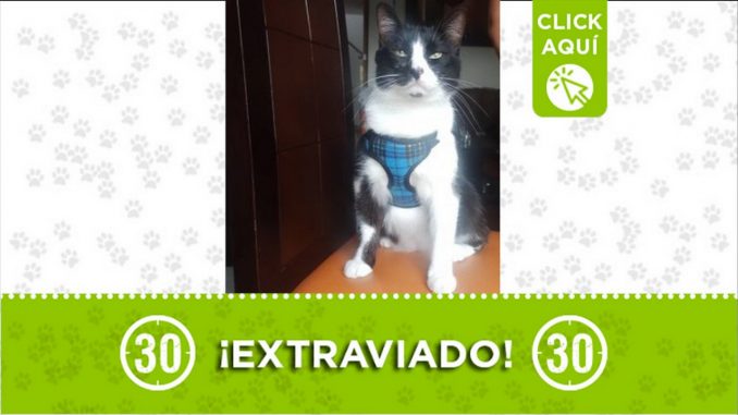 gato rayo 2021