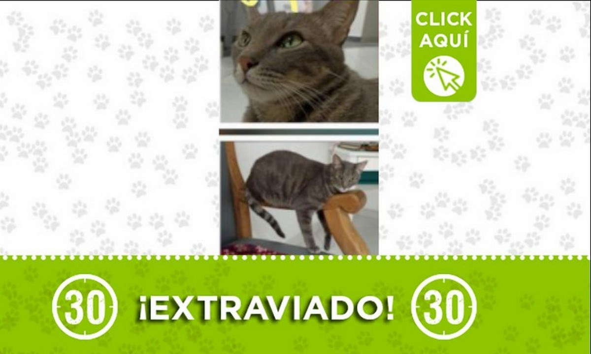 gato santa monica jazz