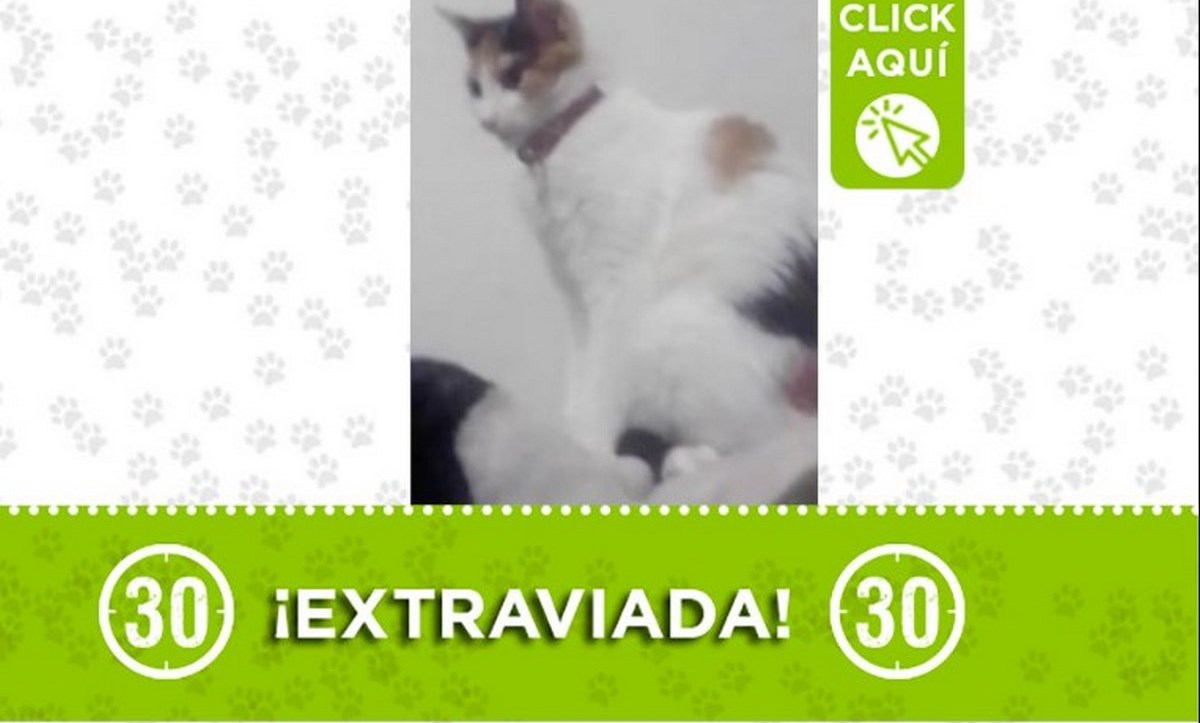 "Gaviota" se perdió en el sector de Lovaina 1 gaviota gata perdida