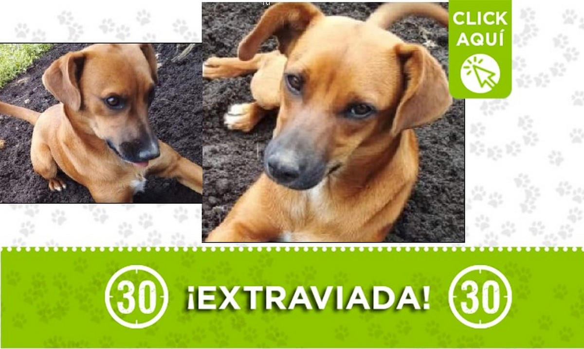 Gopy perdida Gopy perdida