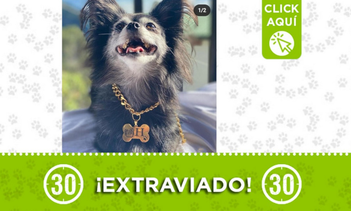 "H" se extravió en la vía a Santa Elena ¿Lo ha visto? "H" se extravió en la vía a Santa Elena ¿Lo ha visto?