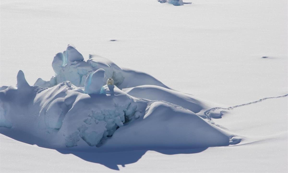 La última zona helada del Ártico mostró en 2020 una drástica pérdida de hielo 1 hielo polo artico