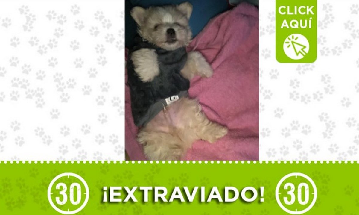 kail mascota san javier
