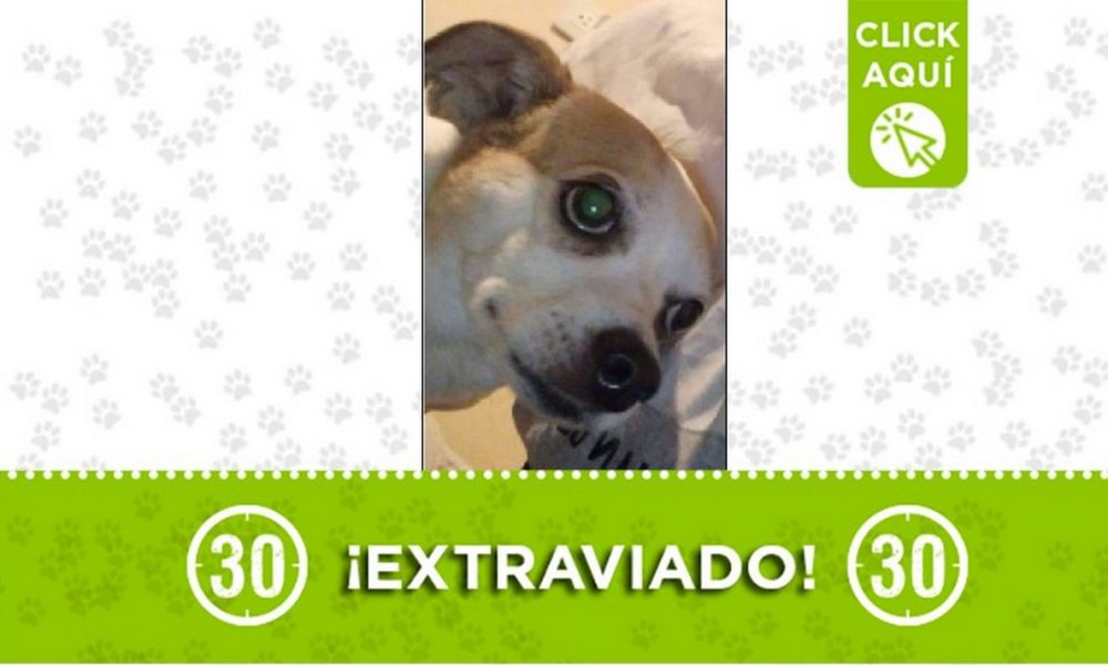 'Kokito' se perdió en la entrada del barrio San Pablo