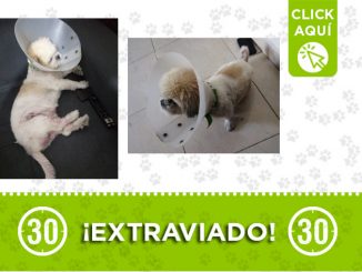 'Lukas' se perdió en Manrique Central 1 lukas