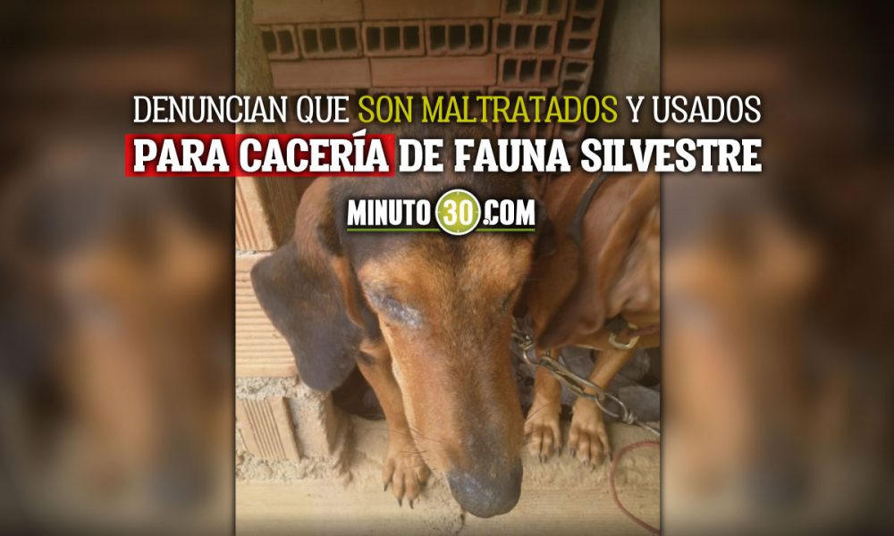 Piden al alcalde de Cocorná intervención por maltrato animal