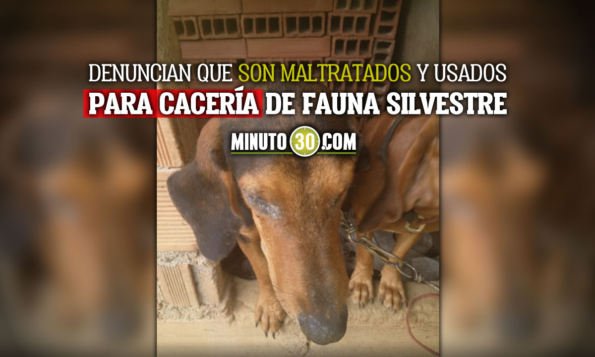 Piden al alcalde de Cocorná intervención por maltrato animal Piden al alcalde de Cocorná intervención por maltrato animal
