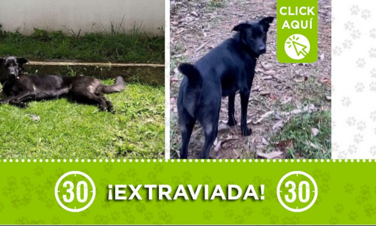 "Mamba" se perdió en la vereda La Miel, Caldas "Mamba" se perdió en la vereda La Miel, Caldas