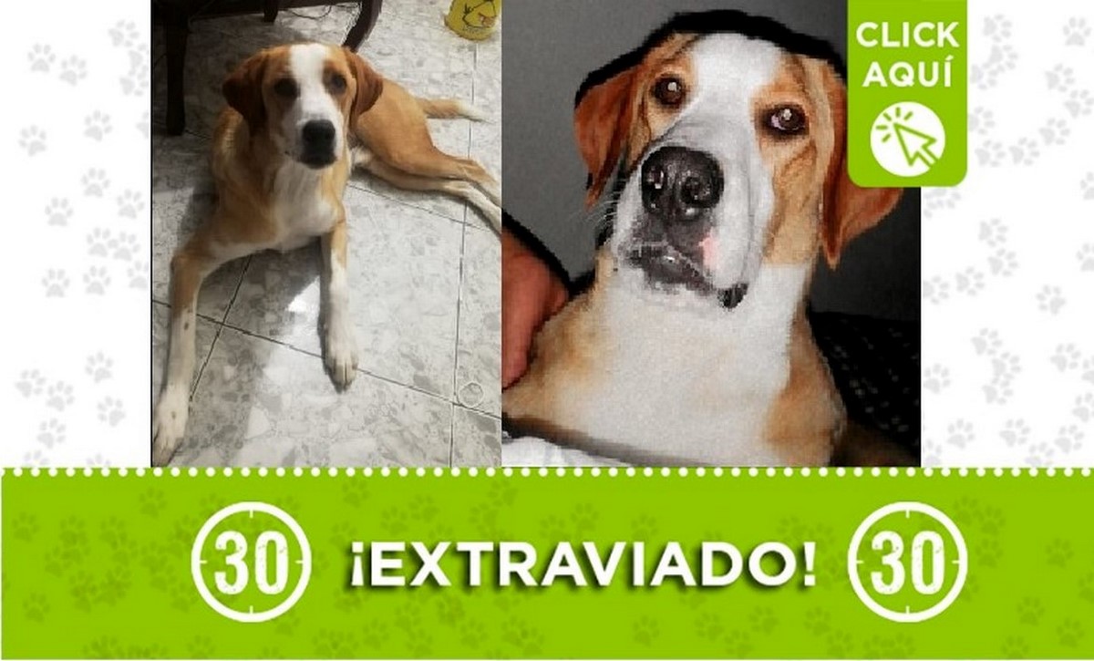 'Max' se perdió en San Antonio de Prado 1 Max perdido