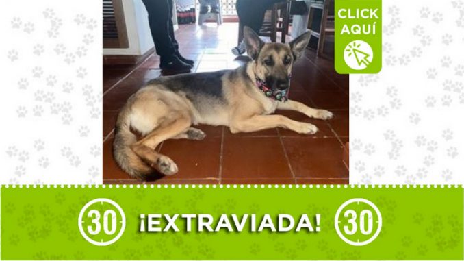 'Mercha' se perdió en la vereda Toldas de Guarne 'Mercha' se perdió en la vereda Toldas de Guarne
