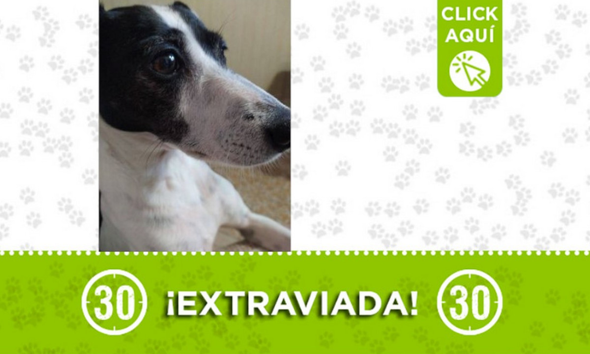 ¿La ha visto? "Mila" se extravió en Castilla ¿La ha visto? "Mila" se extravió en Castilla