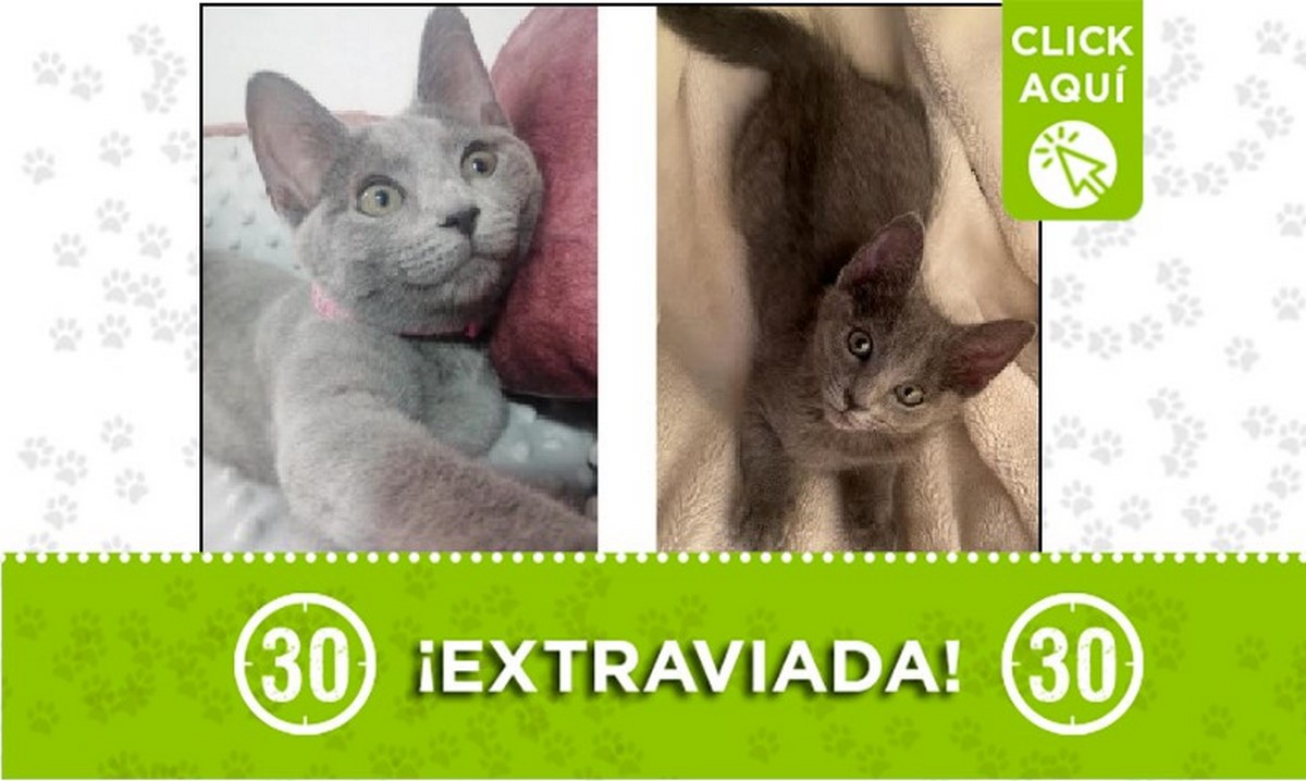 Buscan a 'Molly', se perdió en Belén Fátima 1 Molly perdida