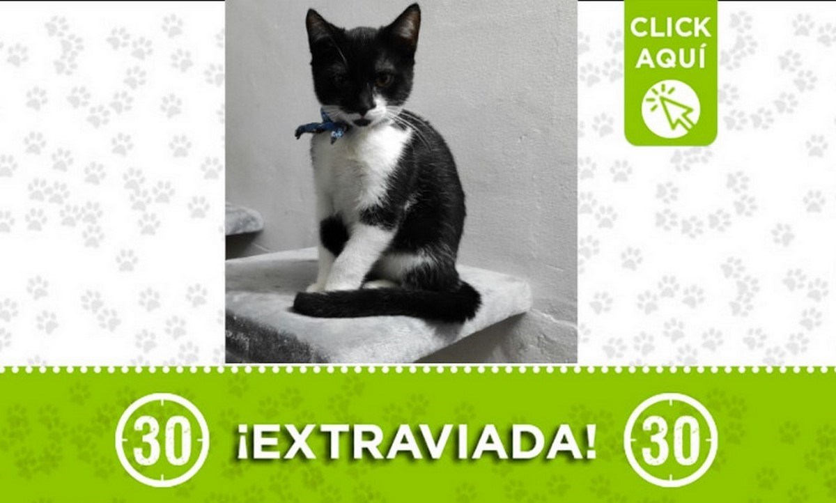 nala perdida castilla