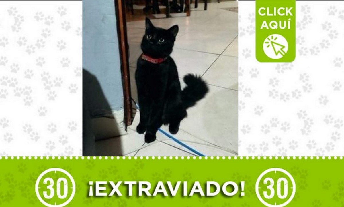 negrito 6 julio
