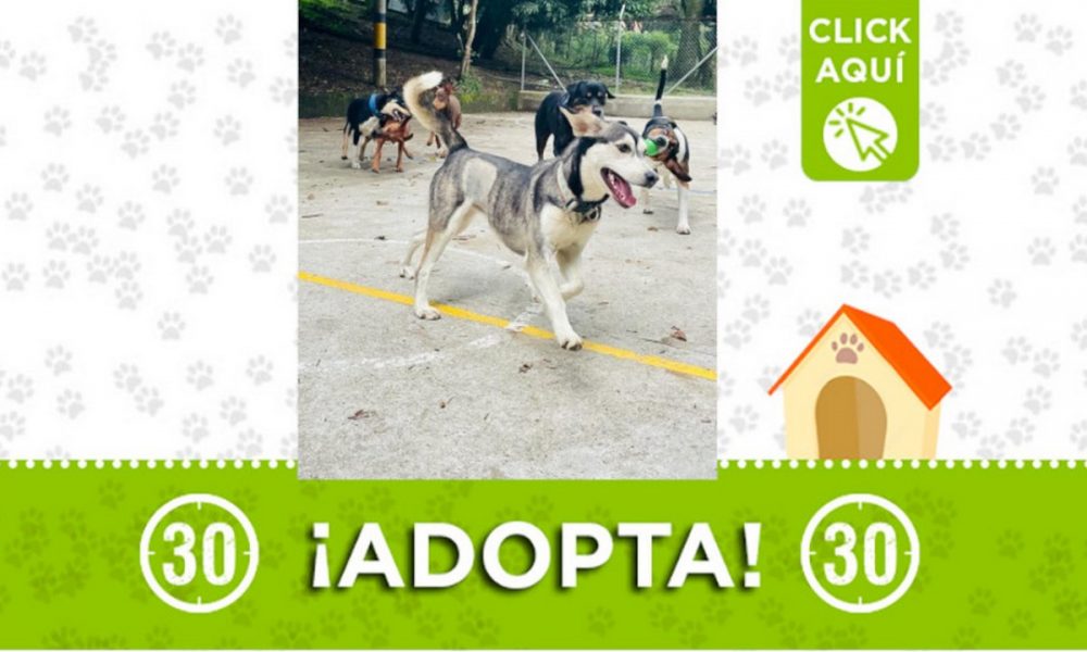 "Neity" busca un hogar donde le brinden mucho amor ¡Adopta!