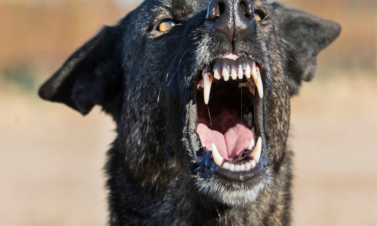 ¡Qué triste! Niña de 13 años murió tras ser atacada por una jauría de perros 1 niña-atacada-perros