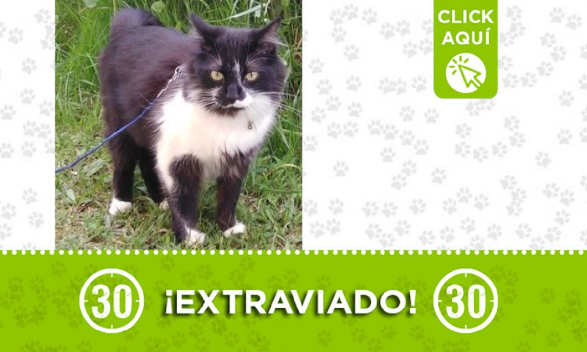 "Oliver" se extravió, lo vieron por la Avenida Guayabal "Oliver" se extravió, lo vieron por la Avenida Guayabal