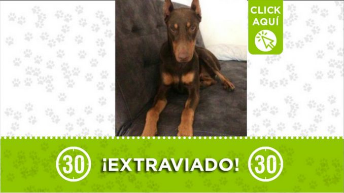 odin caldas 202
