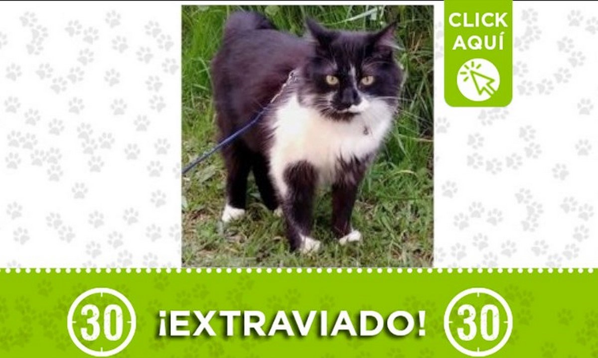 "Oliver" se perdió en el sector de Cristo Rey, Guayabal 1 oliver guayabal 2021