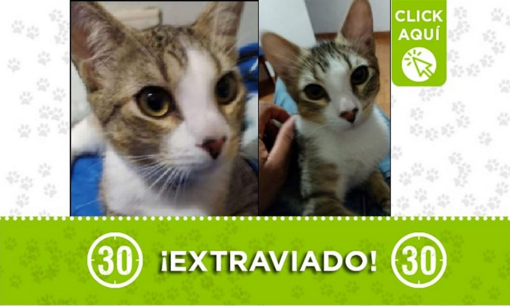 'Orión' se perdió en el barrio Eduardo Santos-San Javier