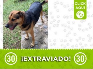 ¿Lo ha visto? "Otto" se extravió cerca a Tarso 1 ¿Lo ha visto? "Otto" se extravió cerca a Tarso