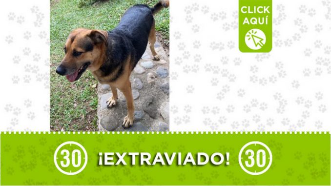 ¿Lo ha visto? "Otto" se extravió cerca a Tarso ¿Lo ha visto? "Otto" se extravió cerca a Tarso