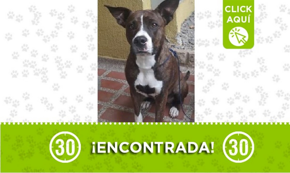 Perrita encontrada Perrita encontrada