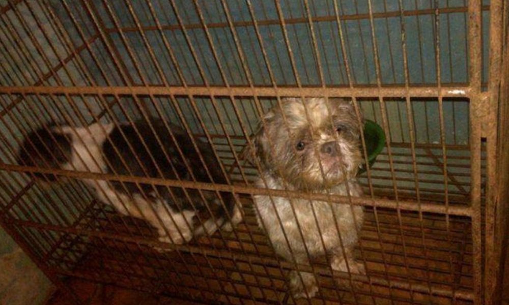 Judicializan a dueño de veterinaria que tendría 44 perritos sin agua, sin comida y en mal estado de salud