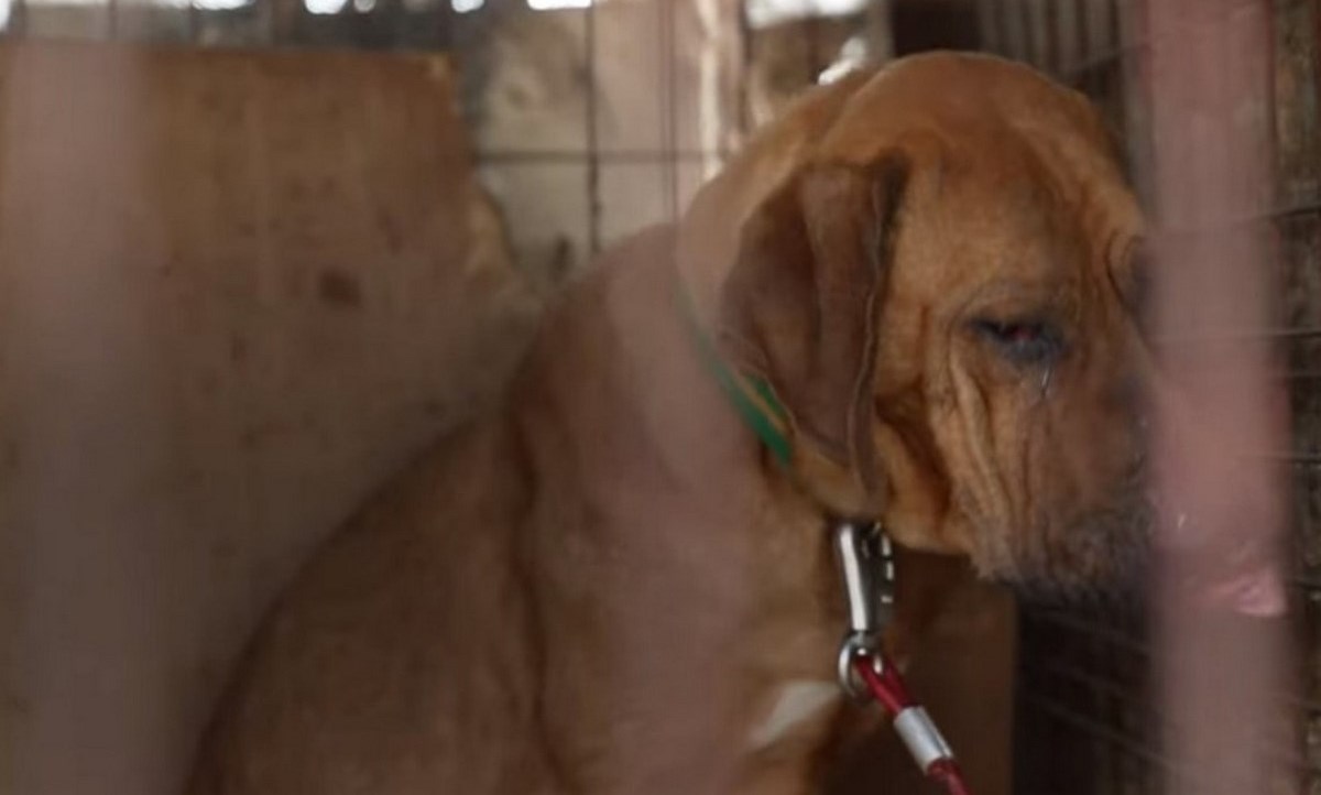 perrito adoptado matadero lloro