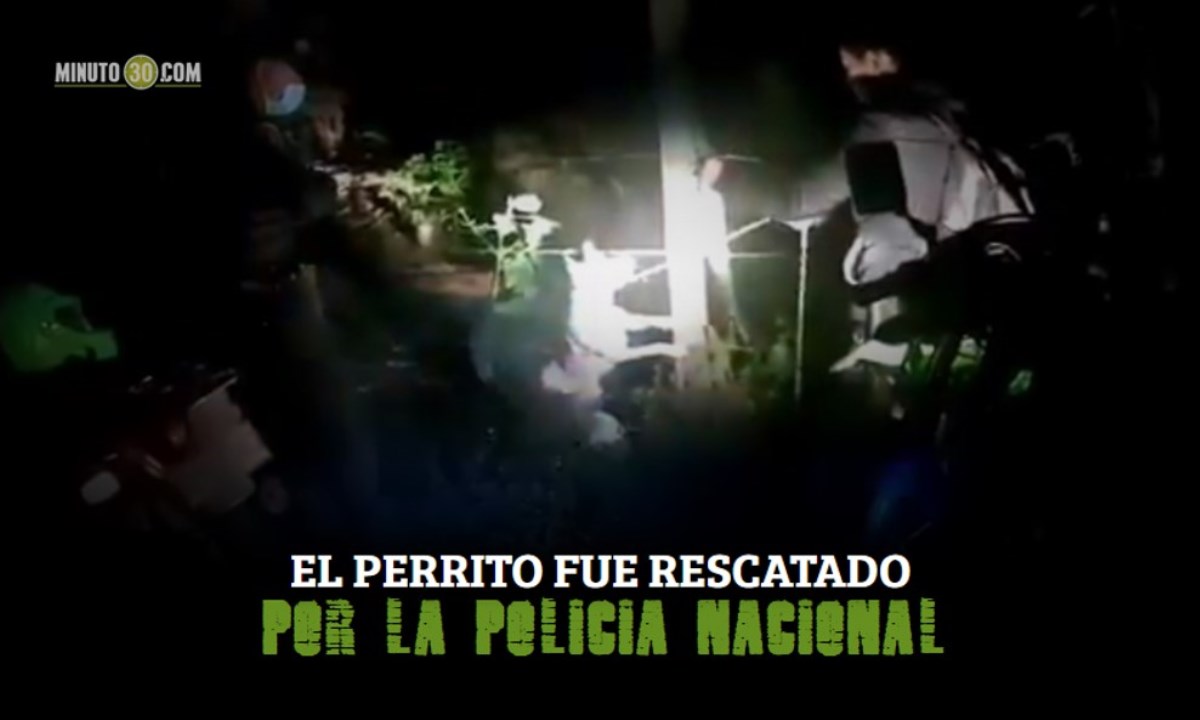 perrito rescatado portada