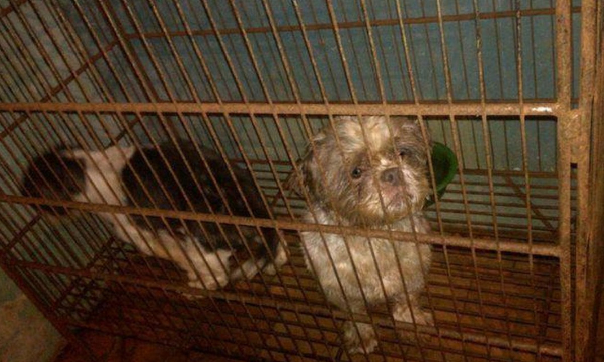 Judicializan a dueño de veterinaria que tendría 44 perritos sin agua, sin comida y en mal estado de salud 1 Judicializan a dueño de veterinaria que tendría 44 perritos sin agua, sin comida y en mal estado de salud
