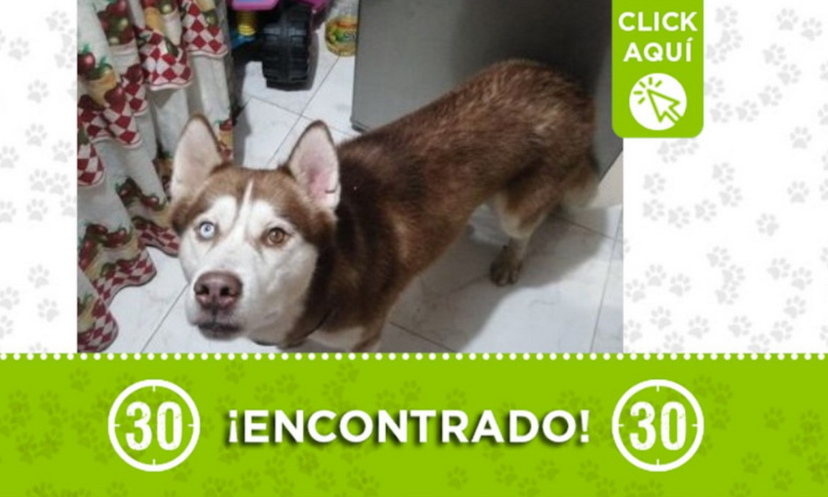 Encontraron este perrito en La Aurora ¿Es suyo? Encontraron este perrito en La Aurora ¿Es suyo?