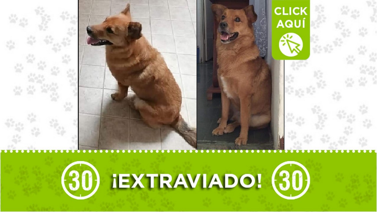 Este perrito se perdió por el parque de estación Floresta-Calasanz