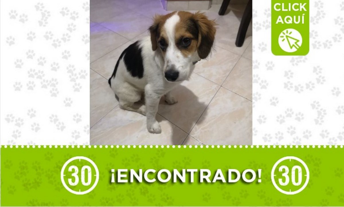 perro encontrado rionegro