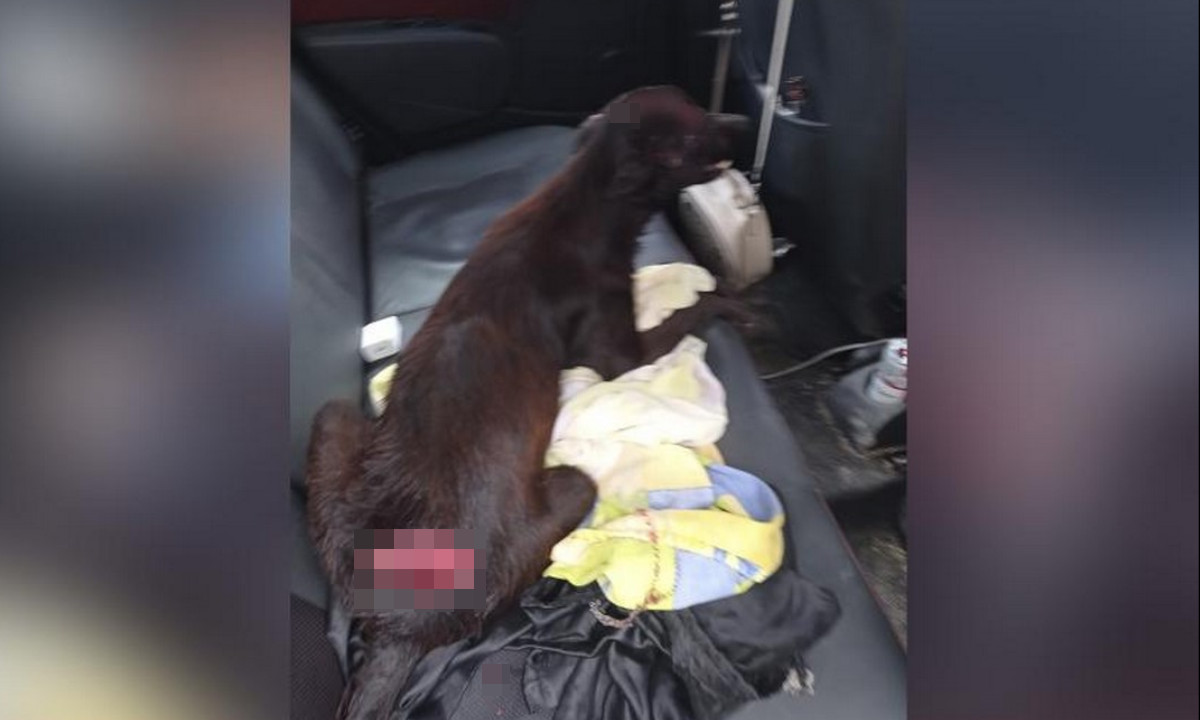 A machetazos atacaron a un perrito en Barranquilla A machetazos atacaron a un perrito en Barranquilla