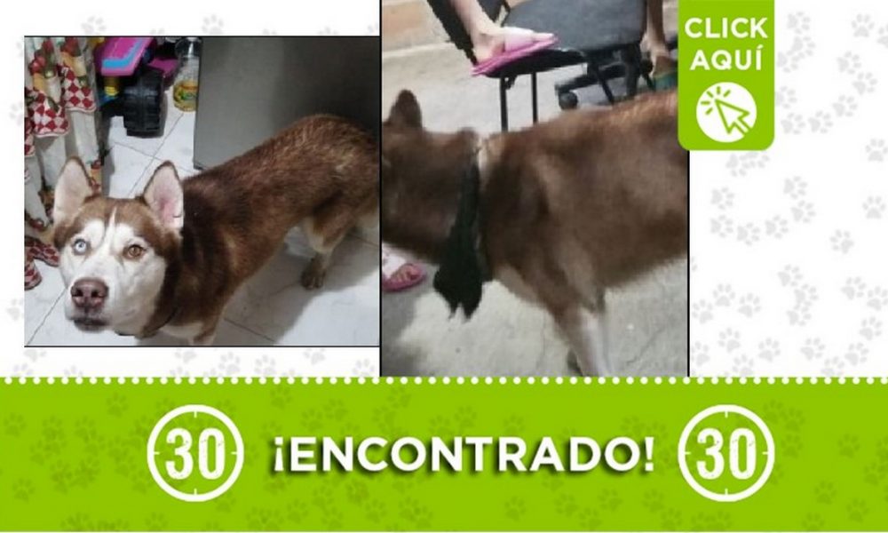 Perrito encontrado en La Aurora de La Libertad