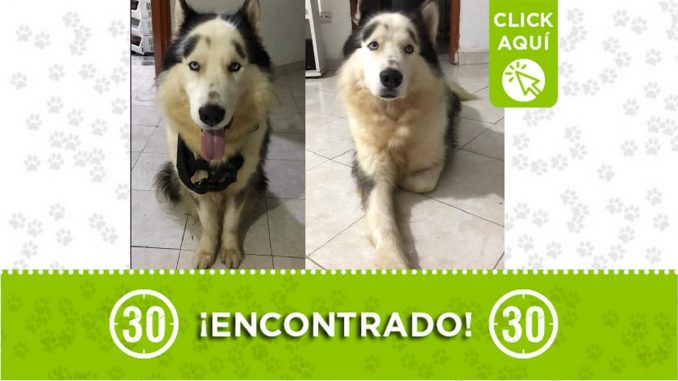 Buscan a los dueños de este perrito encontrado en el parque San José de Envigado Buscan a los dueños de este perrito encontrado en el parque San José de Envigado