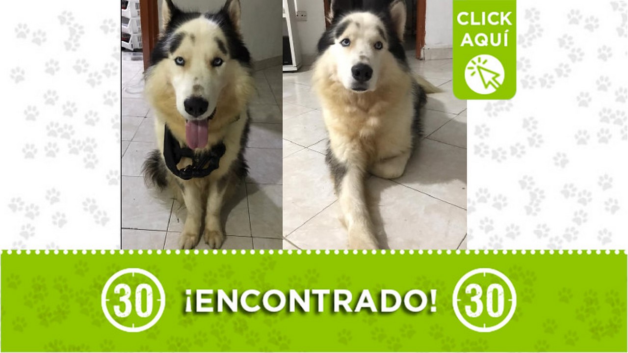 Buscan a los dueños de este perrito encontrado en el parque San José de Envigado