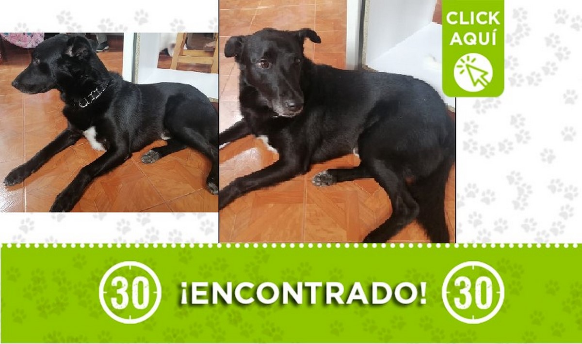 Perrito encontrado por Unicentro, buscan a dueños o un hogar Perrito encontrado por Unicentro, buscan a dueños o un hogar