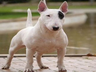 ¡Pilas! Si es dueño de perros potencialmente peligrosos, deberá tener póliza o será multado 1 perros