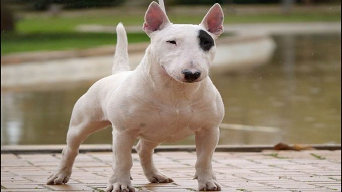 perros perros