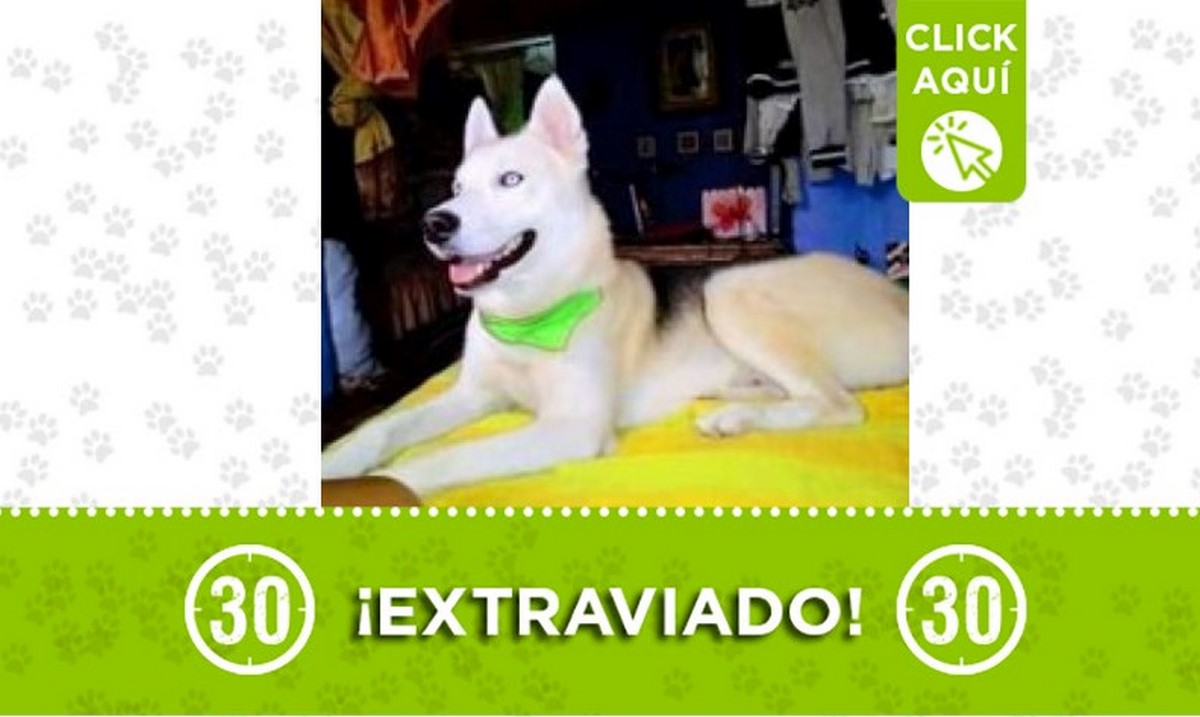 Buscan a 'Randy', se perdió por La Estrechura y Villatina 1 Randy perdido