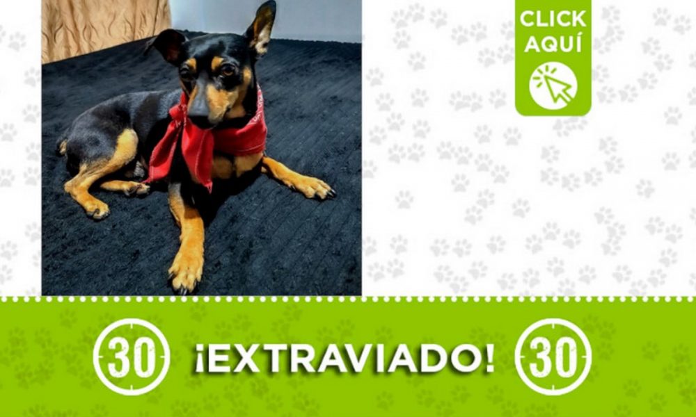 "Saimón" se extravió en Manrique ¿Lo ha visto?