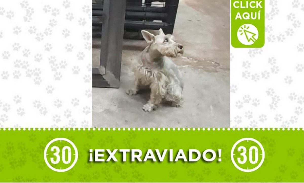 "Simón" se perdió en el barrio Las Palmas 1 simon perdido 6 julio