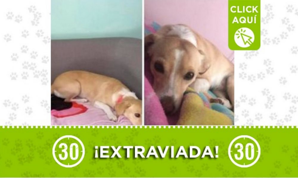 'Tammy' se perdió ayer en el barrio Caicedo