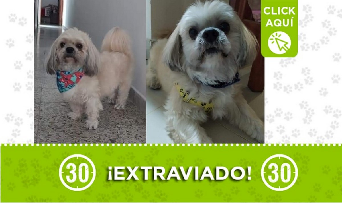 Tobby perdido Tobby perdido